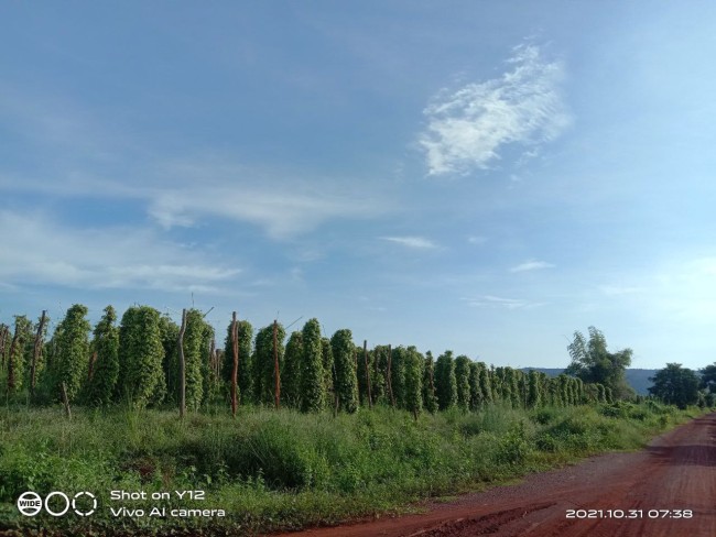 Paper Farm for Sale in Siem Reap